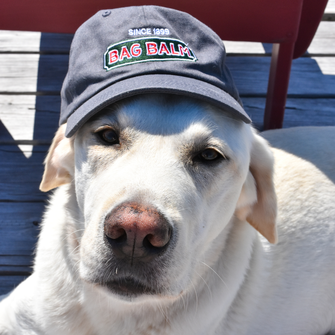 Dog wearing Bag Balm baseball cap